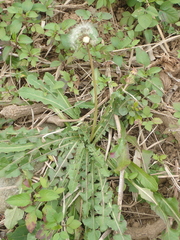 Taraxacum formosanum