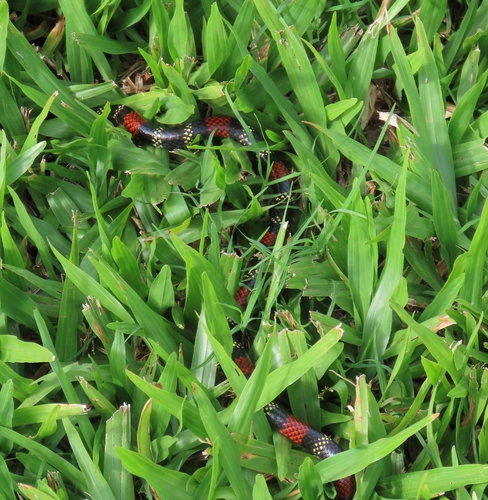 Uruguayan Coralsnake