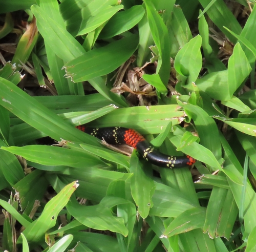 Uruguayan Coralsnake