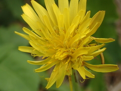 Taraxacum formosanum