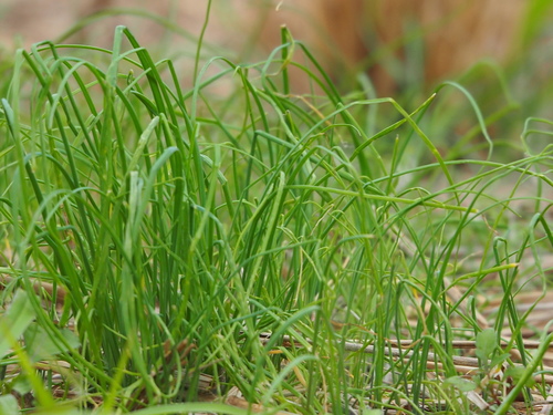 Image of Long-Stamened Onion (Allium macrostemon) by no rights reserved