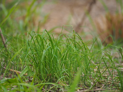 Image of Long-Stamened Onion (Allium macrostemon) by no rights reserved