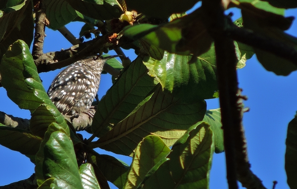 African Spotted Creeper illustration