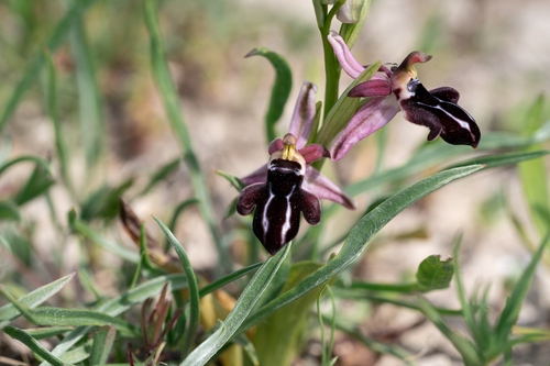 Cretan Bee Orchid (Ophrys cretica)