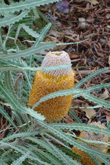 Banksia prionotes