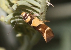 Macrobathra chrysotoxa