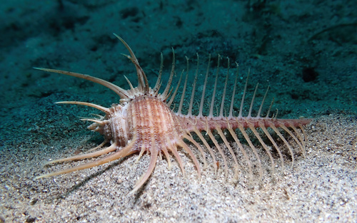 Murex pecten observed 2026-03-03