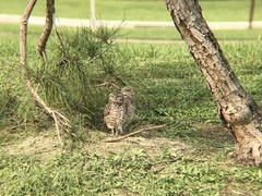 Athene cunicularia floridana