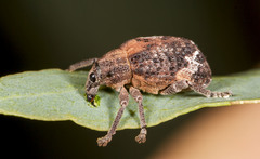 Oxyops fasciatus
