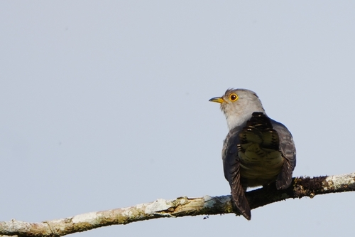 iNaturalist image