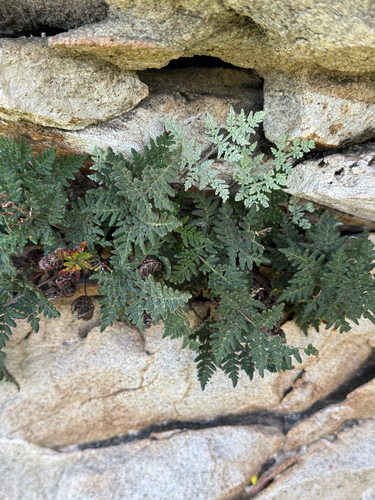 Notholaena californica, 2026-03-15