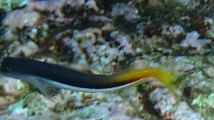 Bicolor Blenny