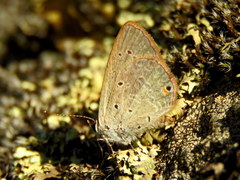 Eicochrysops messapus messapus