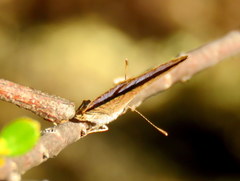Eicochrysops messapus messapus