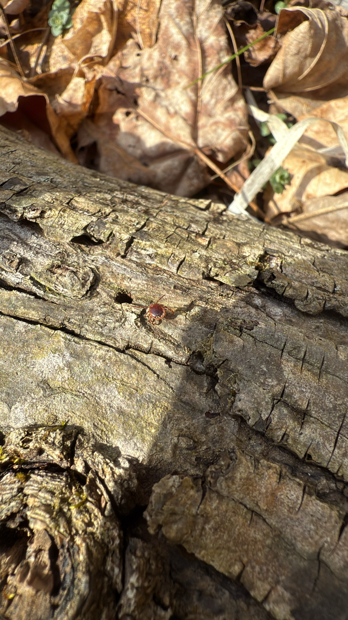 Amblyomma americanum Linnaeus, 1758