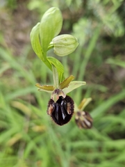 Southern Ophrys (Ophrys incubacea)