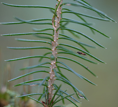 Picea × fennica