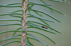 Picea × fennica