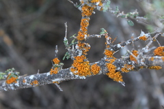 Xanthomendoza concinna