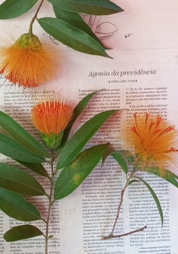 Stifftia chrysantha, photograph 5