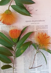 Stifftia chrysantha, photograph (c) Paulo C. O. Cunha, some rights reserved (CC BY)