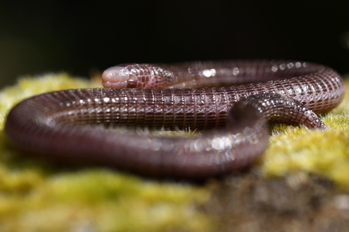 Central Iberian Worm Lizard
