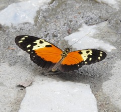 Heliconius hecale melicerta