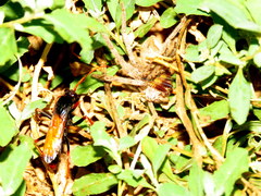 Tachypompilus ignitus