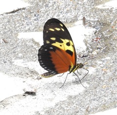 Heliconius hecale melicerta