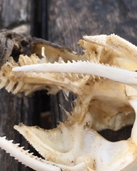 Siluriformes
