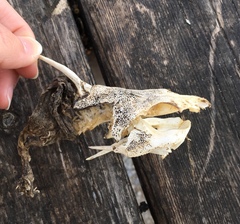 Siluriformes