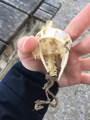 Siluriformes
