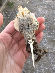Siluriformes