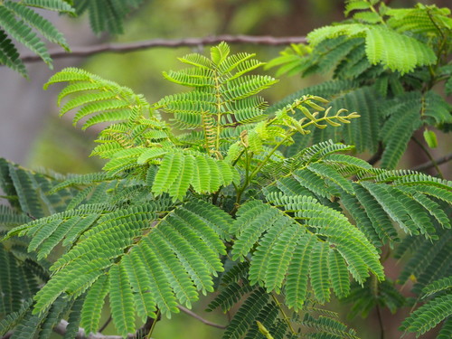 Falcataria falcata