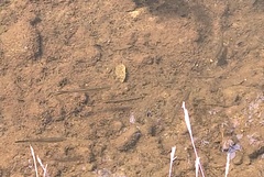 Hemiculter leucisculus