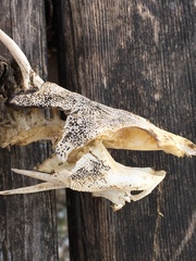 Siluriformes