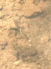 Hemiculter leucisculus