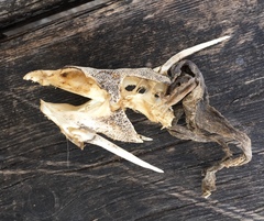Siluriformes