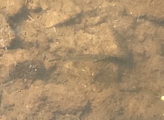 Hemiculter leucisculus