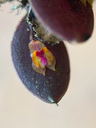 Lepanthes wageneri, photograph 5