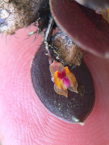 Wagener's Lepanthes (Lepanthes wageneri)