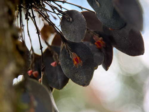 Lepanthes wageneri, photograph 6