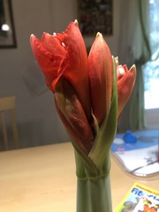 Hippeastrum hybridum