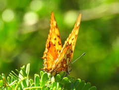 Charaxes jahlusa jahlusa