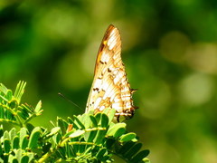 Charaxes jahlusa jahlusa
