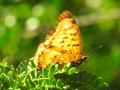 Charaxes jahlusa jahlusa