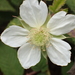 Rubus croceacanthus croceacanthus - Photo Ningún derecho reservado, subido por 葉子