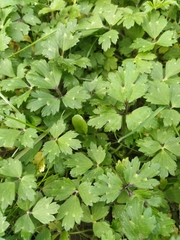 Ranunculus repens