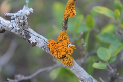 Xanthomendoza concinna