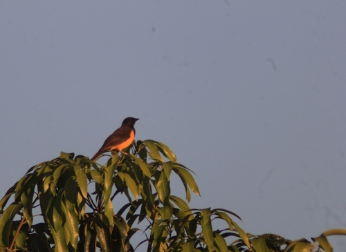 Yellow-rumped Marshbird